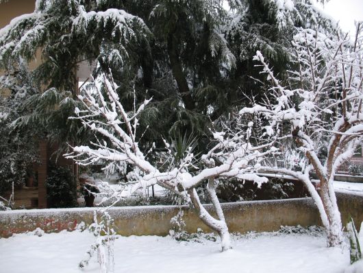 Foto Neve