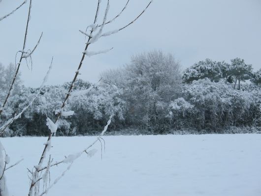 Cespuglio sotto la neve