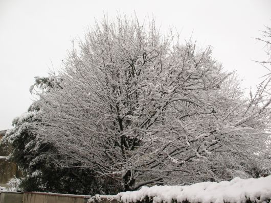 Albero con neve