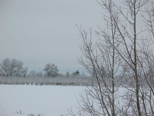 Foto di paesaggio con la neve