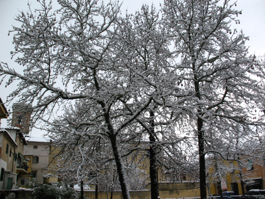 Alberi con la neve