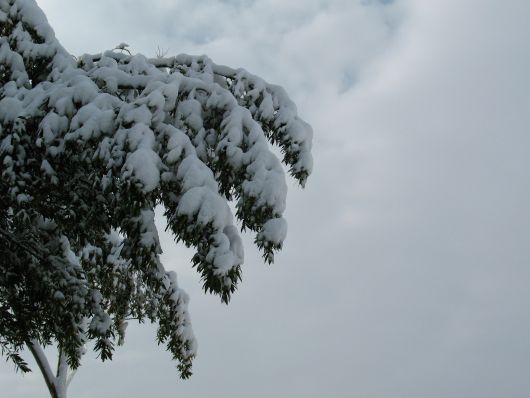 Rami con la neve