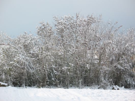 Bosco nella neve