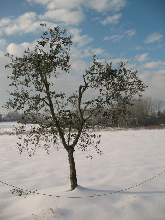 Olivo sotto la neve
