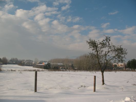 Pontedera neve 2010