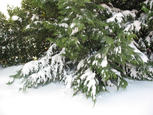 Abete con neve